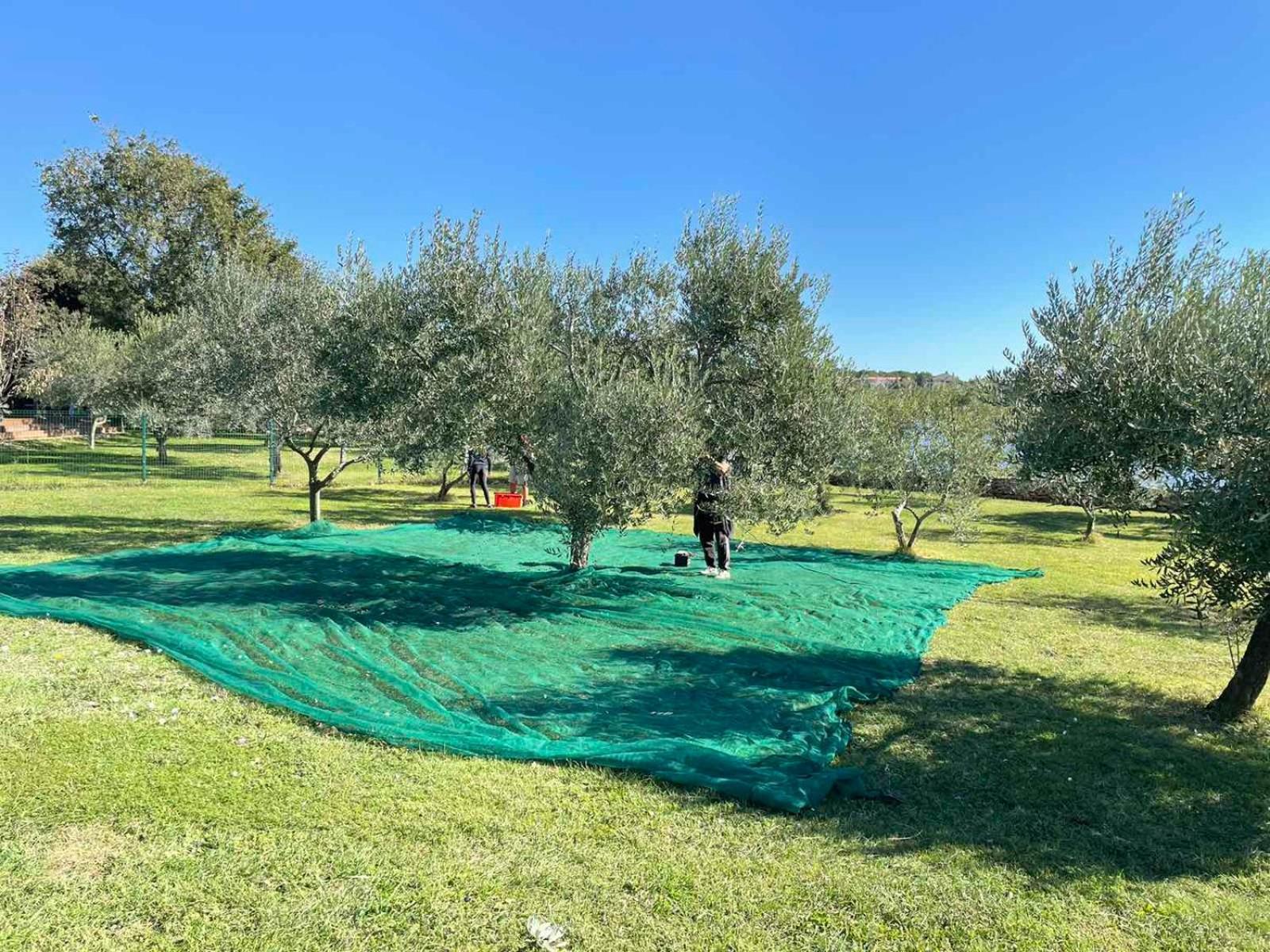 Beach House Ive With Jacuzzi, Pool, Playground And Bbq In An Olive Grove With A Beach, Pomer - Istria Kültér fotó